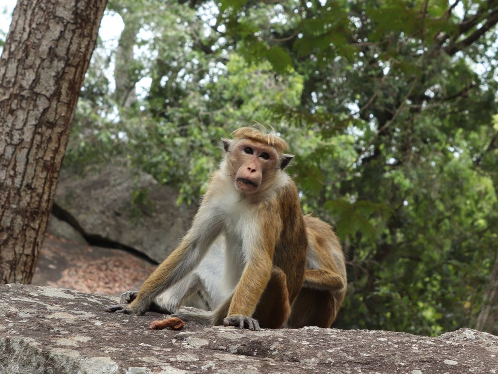 Sri Lanka aapjes
